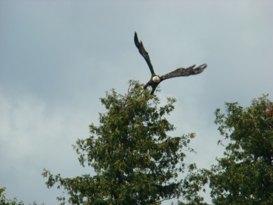 june and july 2012 682